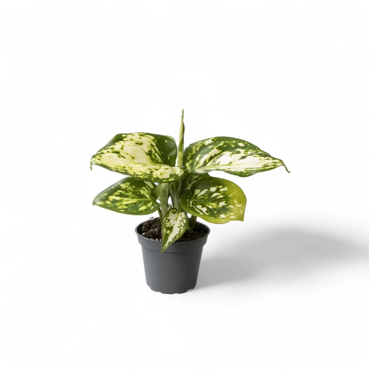 Aglaonema 'Snowflake' potted houseplant in nursery pot on white background, product photo 2.