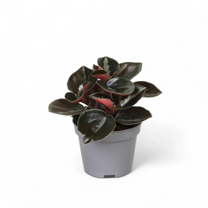Peperomia metallica 'Colombiana' – Zimmerpflanze im Kulturtopf auf weißem Hintergrund, Produktfoto 2.