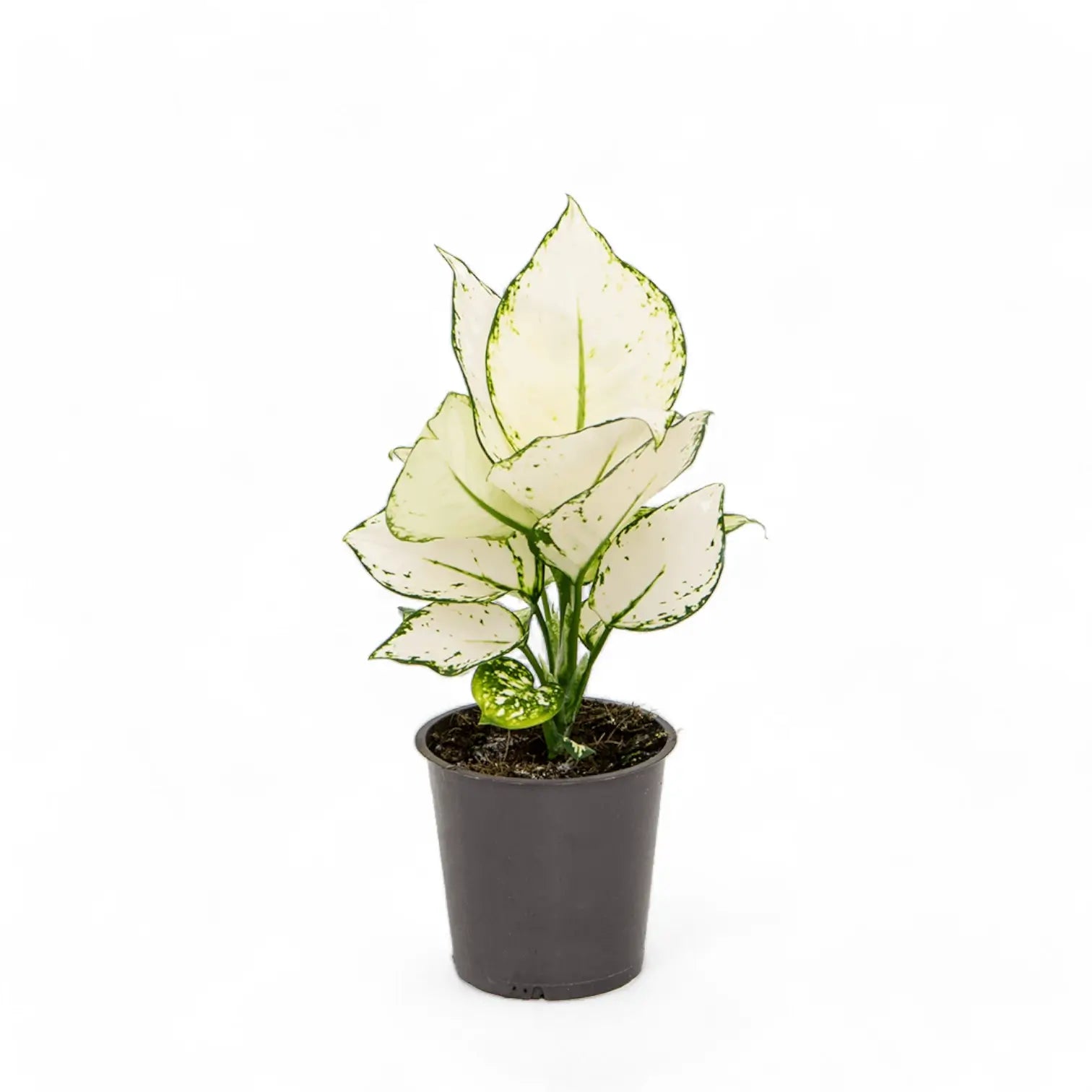 Aglaonema 'White joy' potted houseplant in nursery pot on white background, product photo 3.