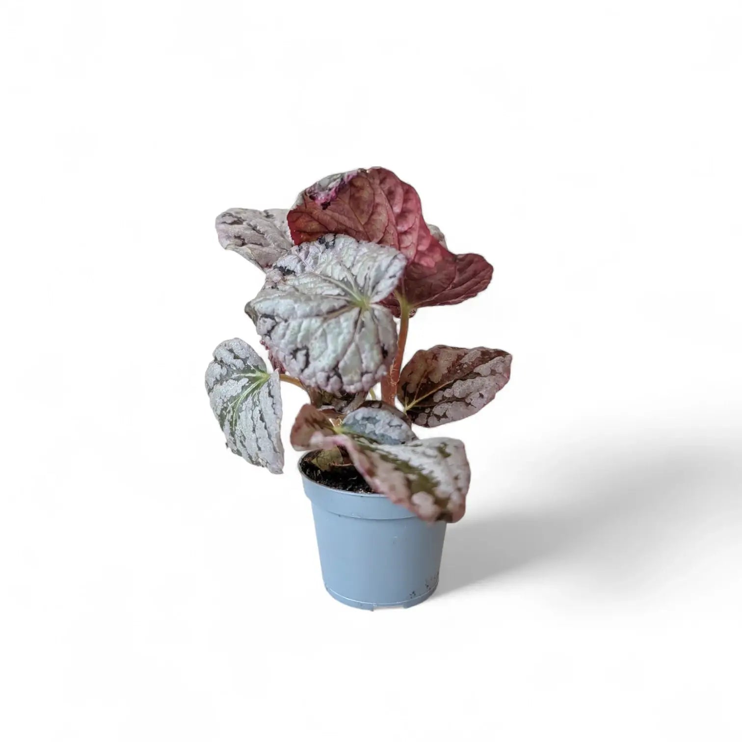 Begonia rex 'Chayo' potted houseplant in nursery pot on white background, product photo 4.