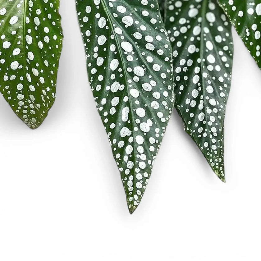 Nahaufnahme eines Blatts von Begonia maculata 'Double Dot' vor weißem Hintergrund.