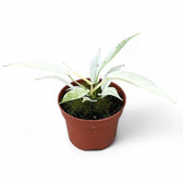 Philodendron 'Florida Ghost' potted houseplant in nursery pot on white background, product photo 8.