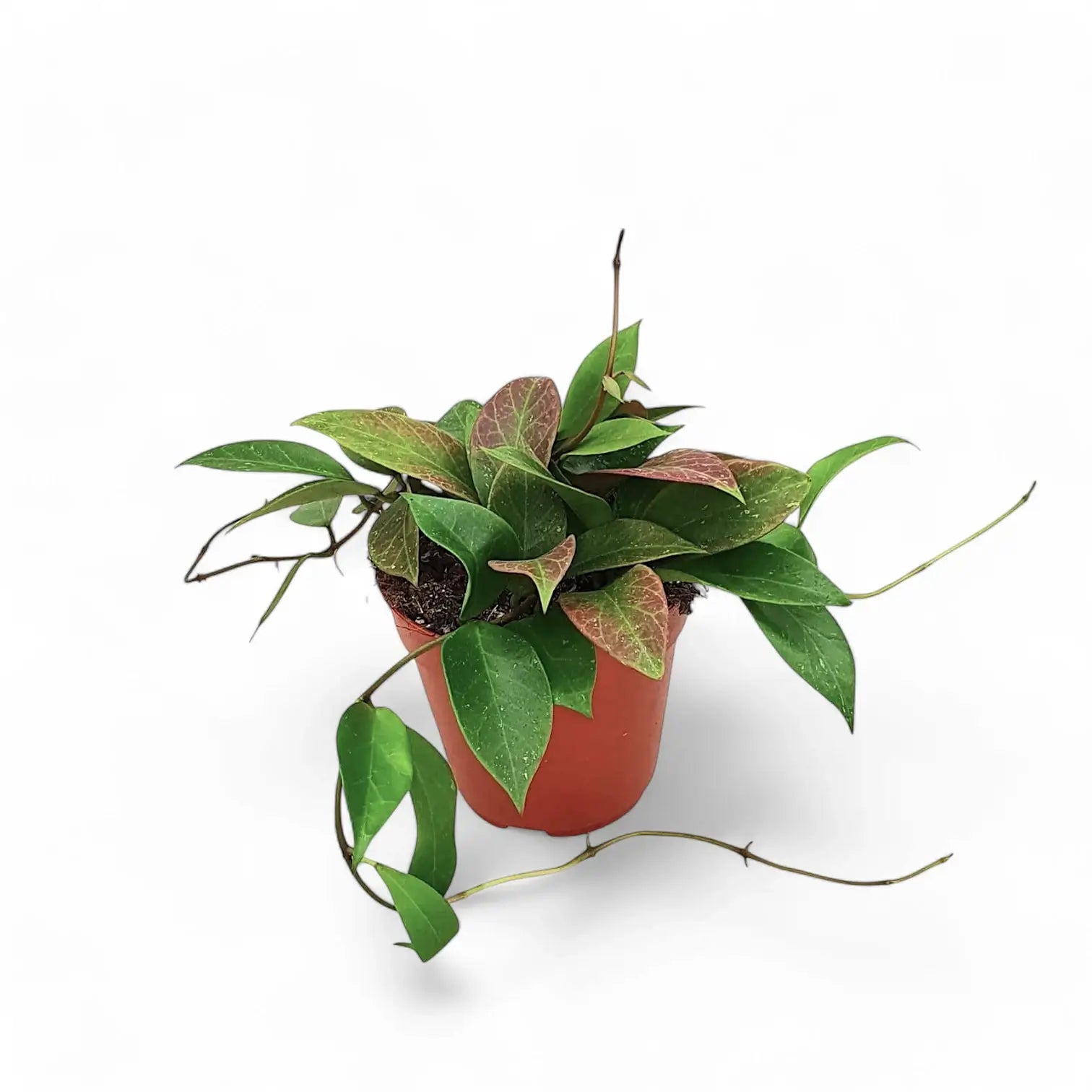 Hoya 'Sunrise' potted houseplant in nursery pot on white background, product photo 4.