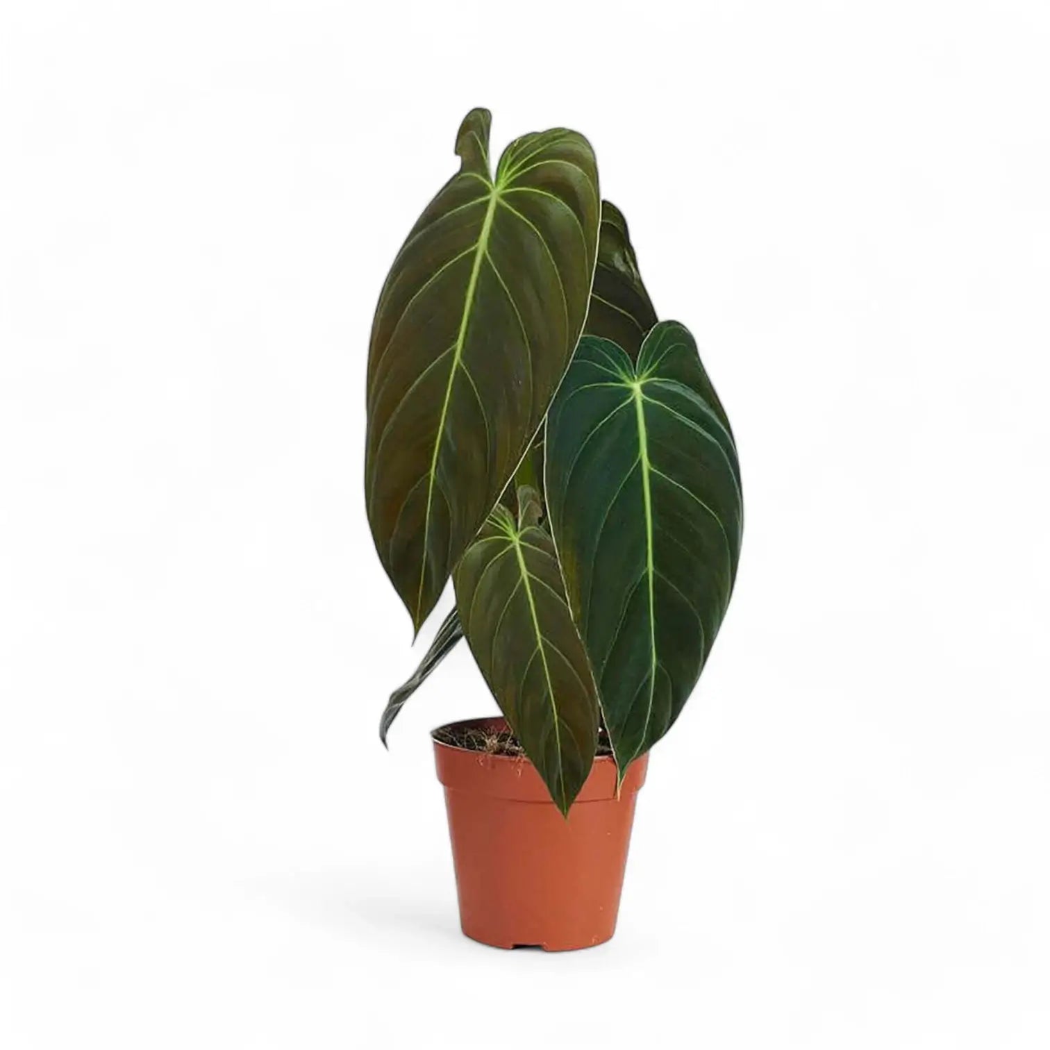 Philodendron melanochrysum – Topfpflanze im Kulturtopf vor weißem Hintergrund, Produktfoto 13.