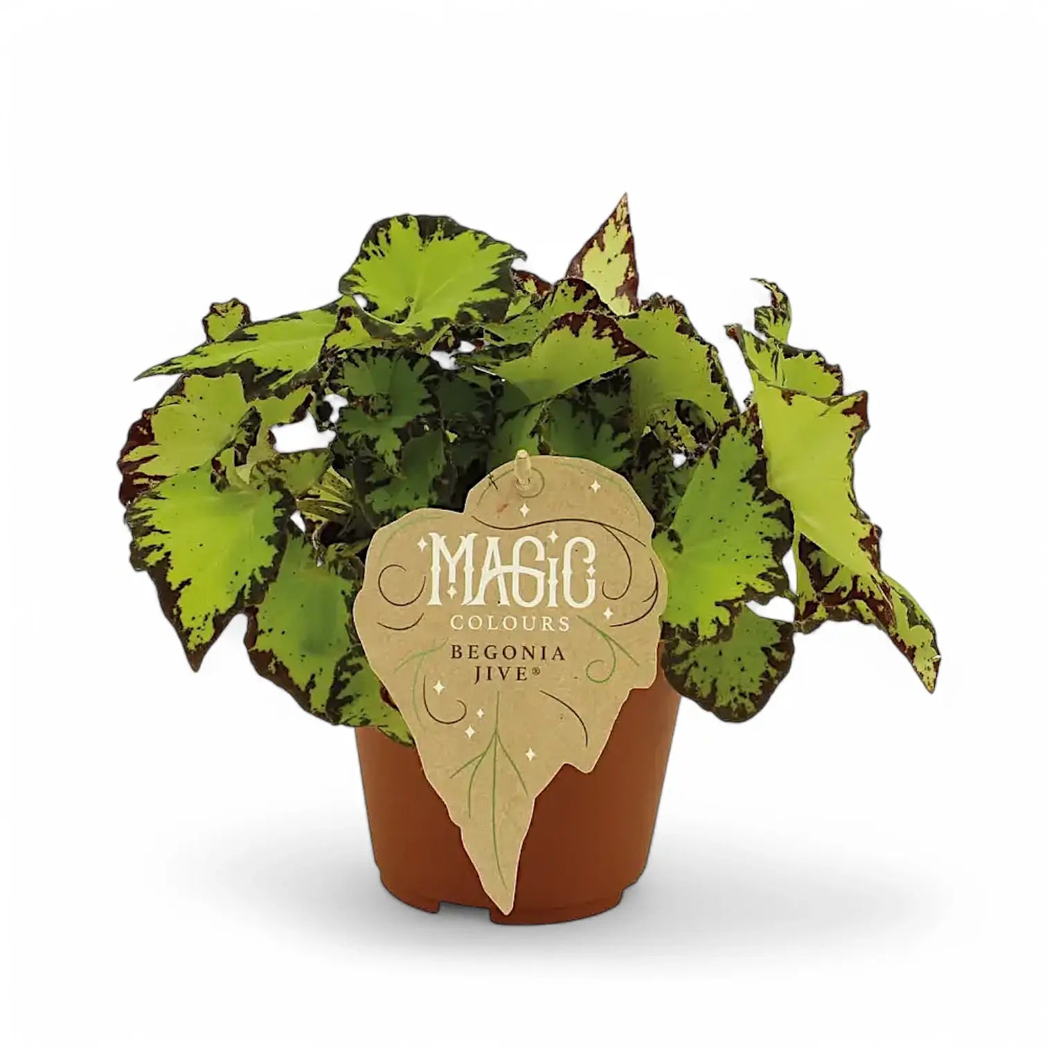 Begonia rex 'Jive' leaf close-up on white background.