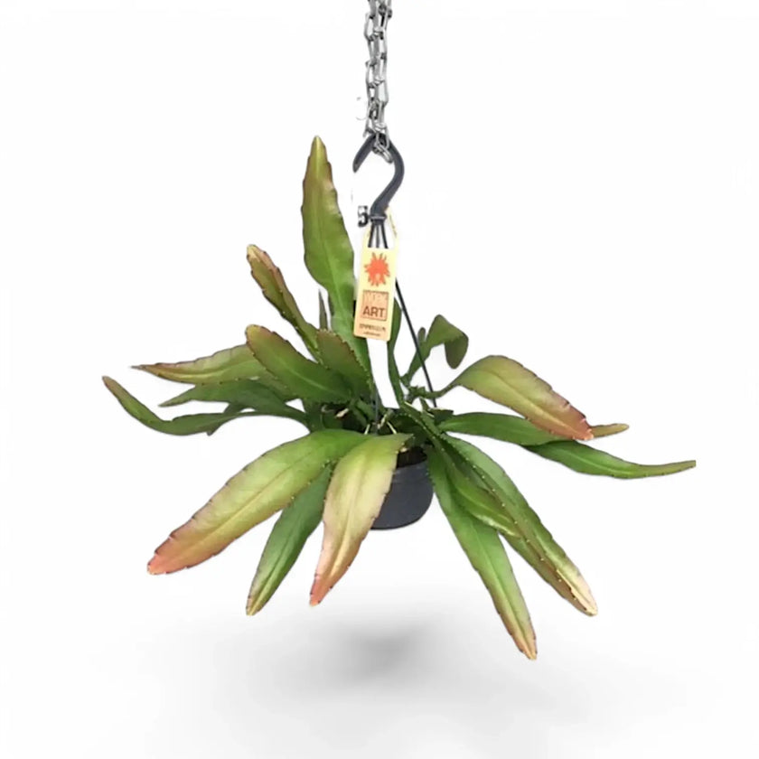 Disocactus (Epiphyllum) ackermannii 'Red tip' potted houseplant in nursery pot on white background, product photo 2.