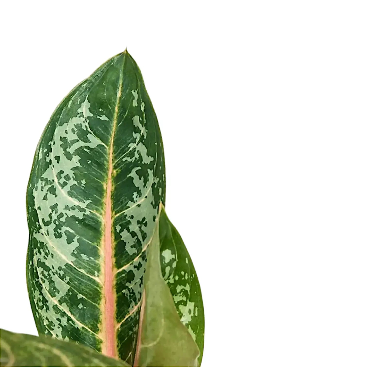 Aglaonema 'Orange Flame' leaf close-up on white background.