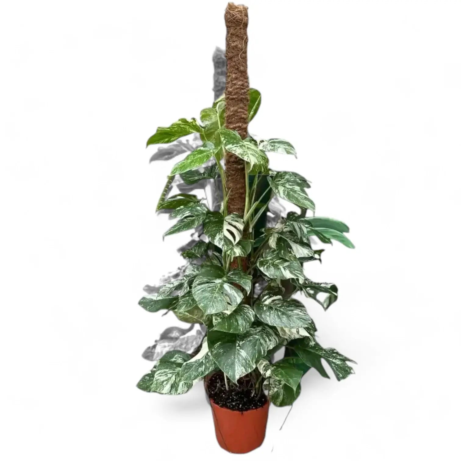 Monstera deliciosa Albo Variegata – Zimmerpflanze im Kulturtopf auf weißem Hintergrund, Produktfoto 5.