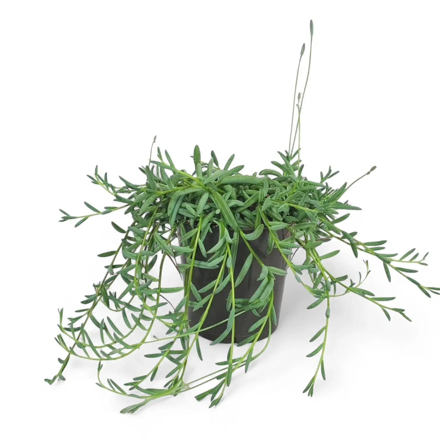 Curio hallianus potted houseplant in nursery pot on white background, product photo 2.