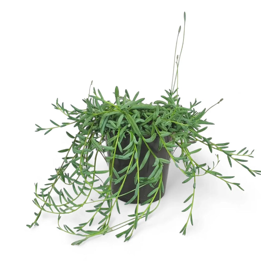 Curio hallianus potted houseplant in nursery pot on white background, product photo 2.