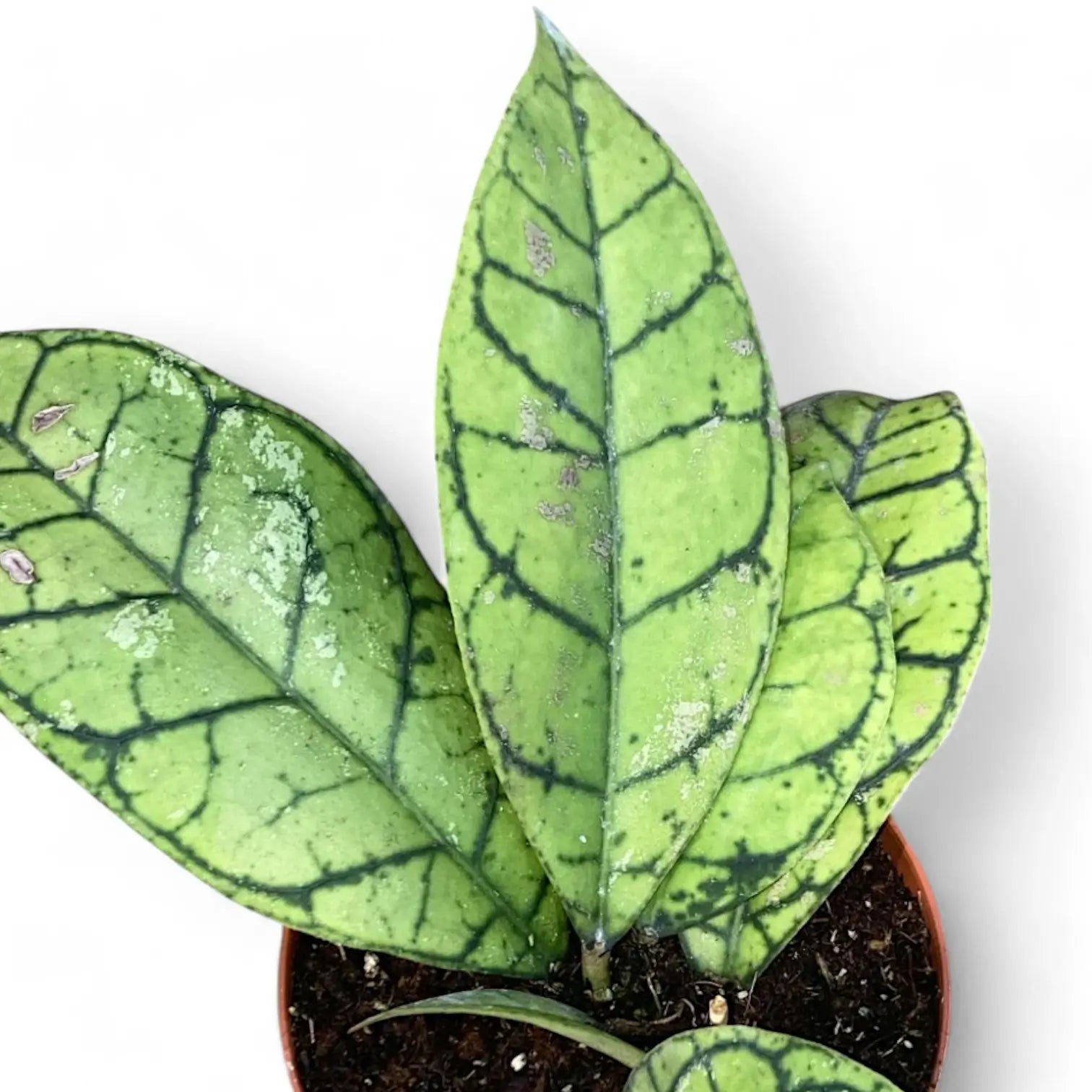 Hoya callistophylla – Zimmerpflanze im Kulturtopf auf weißem Hintergrund, Produktfoto 10.