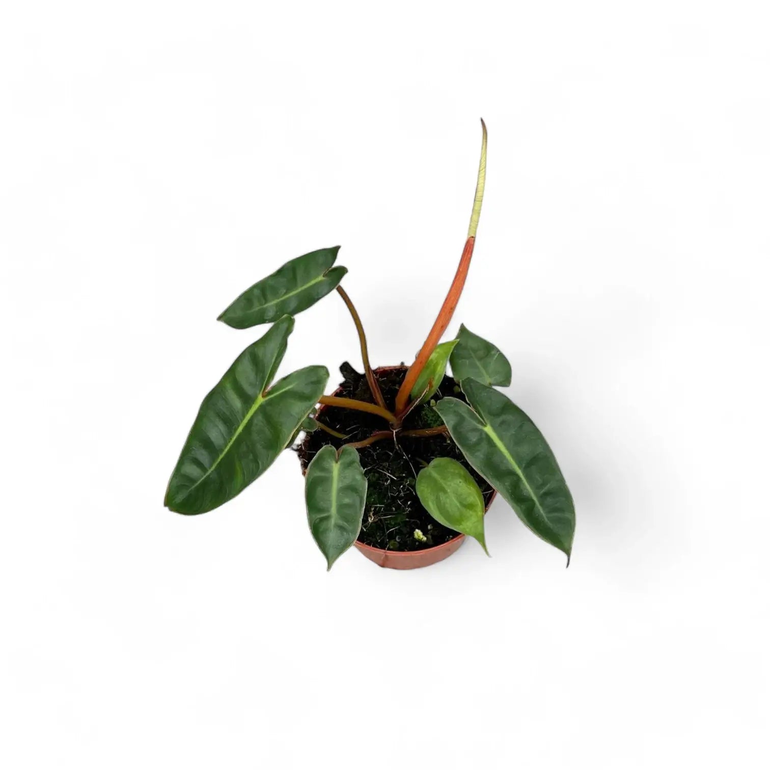 Philodendron billietiae – Topfpflanze im Kulturtopf vor weißem Hintergrund, Produktfoto 5.