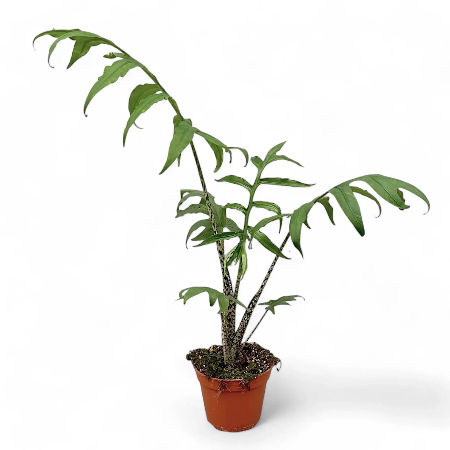 Alocasia brancifolia 'Pink Passion' potted houseplant in nursery pot on white background, product photo 11.