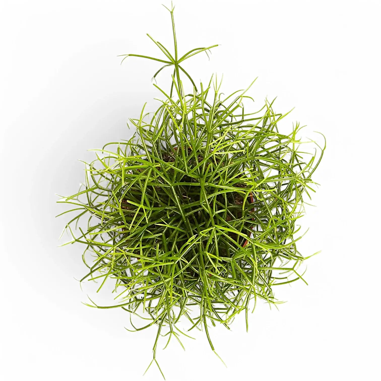 Rhipsalis cereuscula 'Cashero' – Zimmerpflanze im Kulturtopf auf weißem Hintergrund, Produktfoto 4.