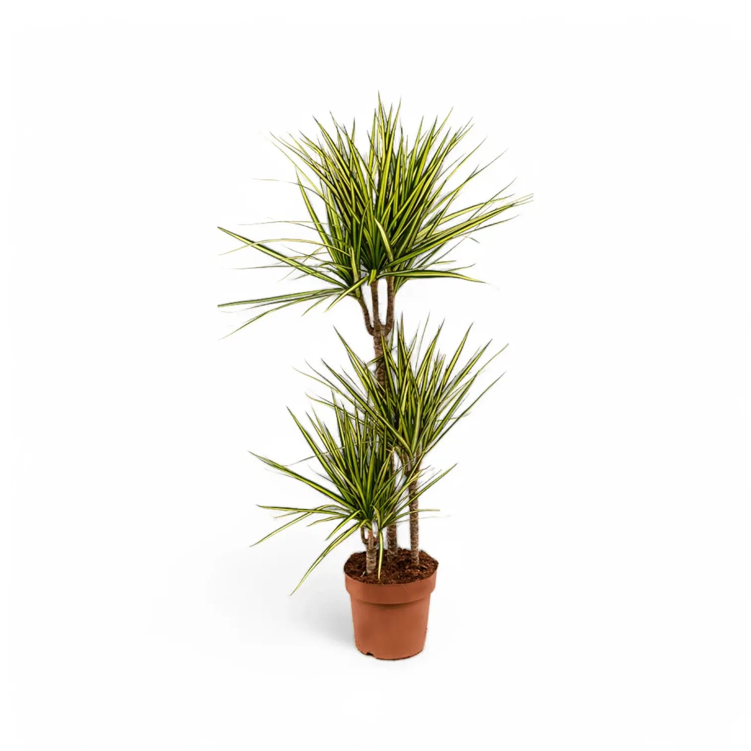 Dracaena reflexa var. angustifolia 'Sunray' potted houseplant in nursery pot on white background, product photo 5.