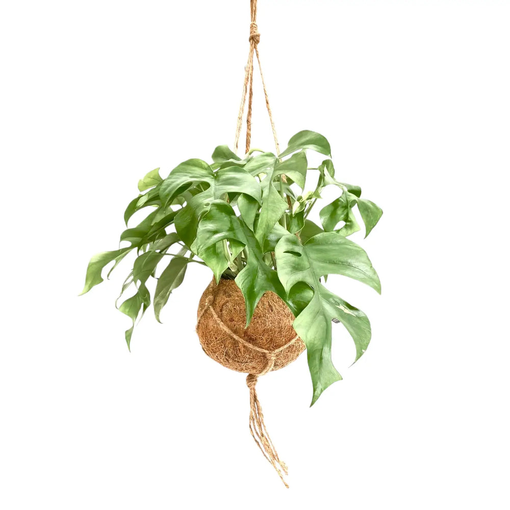 Rhaphidophora tetrasperma in Kokodama leaf close-up on white background.