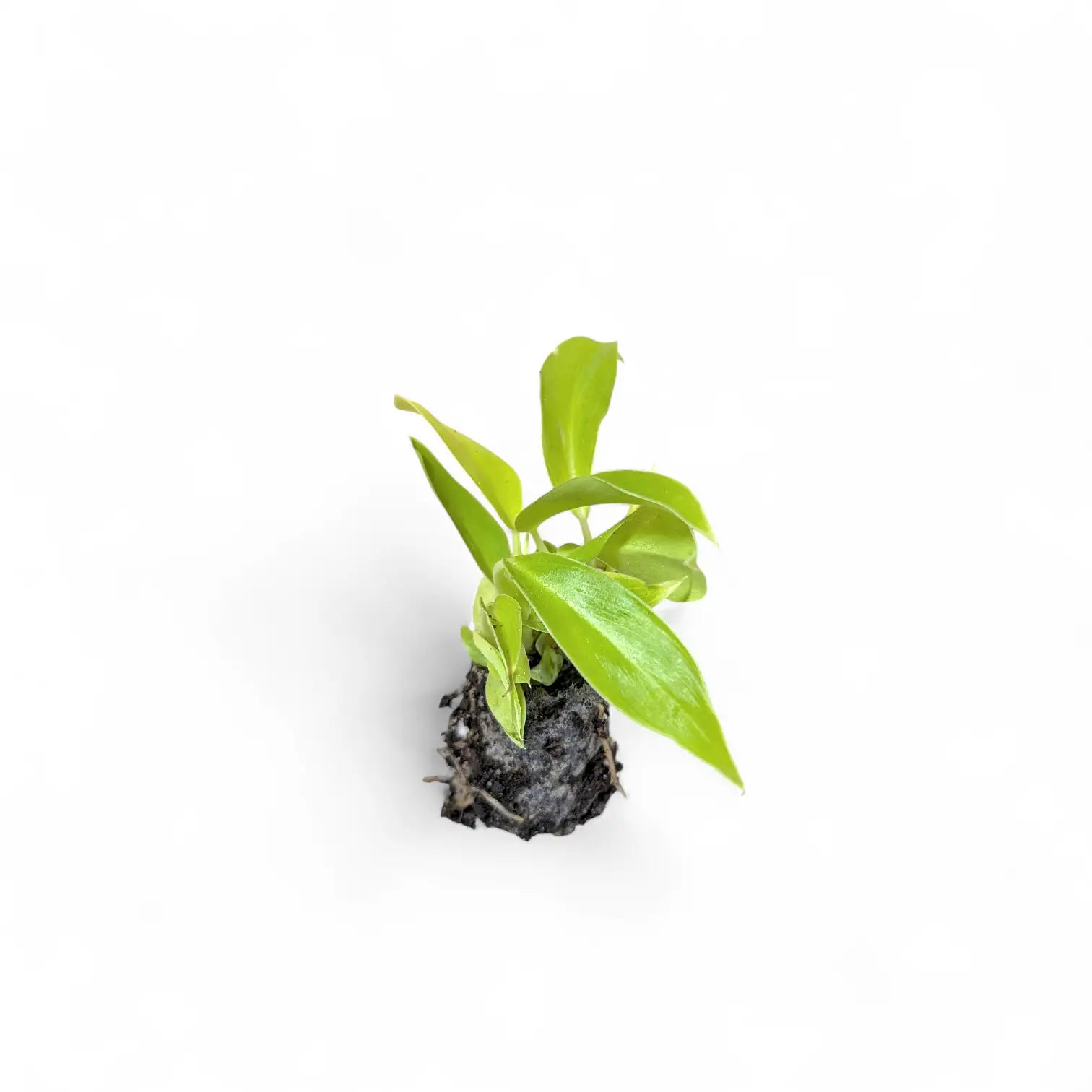 Philodendron 'Moonlight' potted houseplant in nursery pot on white background, product photo 3.