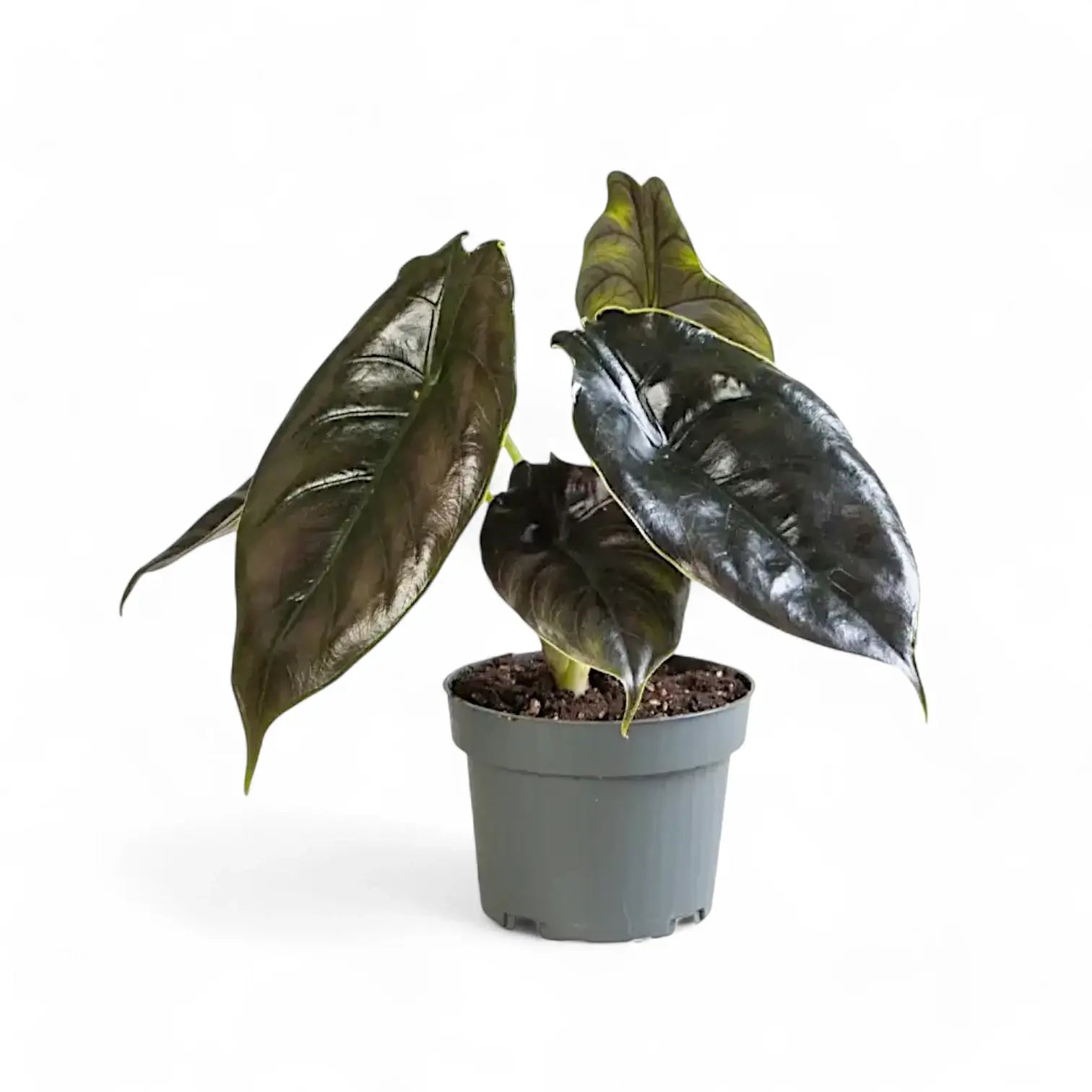 Alocasia azlanii potted houseplant in nursery pot on white background, product photo 10.