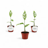 Monstera obliqua (Peru) potted houseplant in nursery pot on white background, product photo 9.