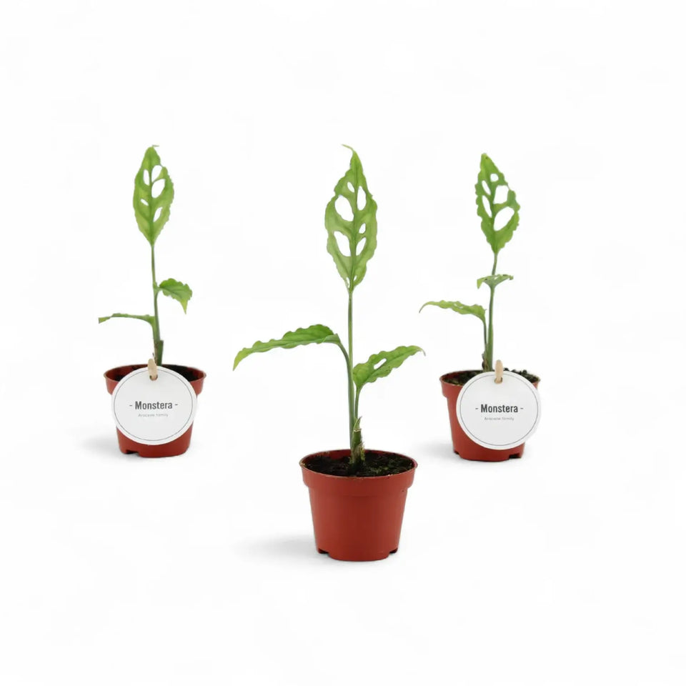 Monstera obliqua (Peru) potted houseplant in nursery pot on white background, product photo 9.