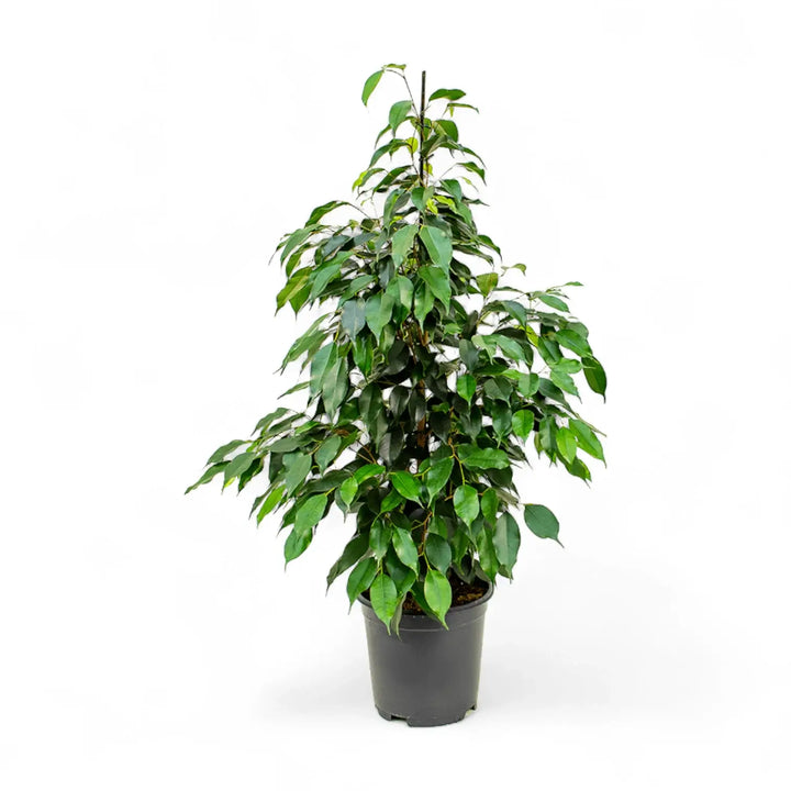 Ficus benjamina 'Danielle' potted houseplant in nursery pot on white background, product photo 2.