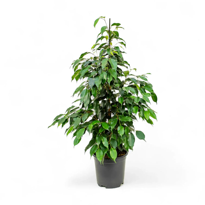 Ficus benjamina 'Danielle' – Topfpflanze im Kulturtopf vor weißem Hintergrund, Produktfoto 2.