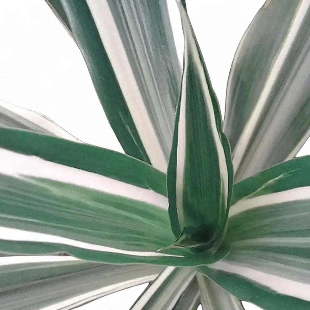 Dracaena fragrans ‘Warneckii’ – Nahaufnahme eines Blatts vor weißem Hintergrund.