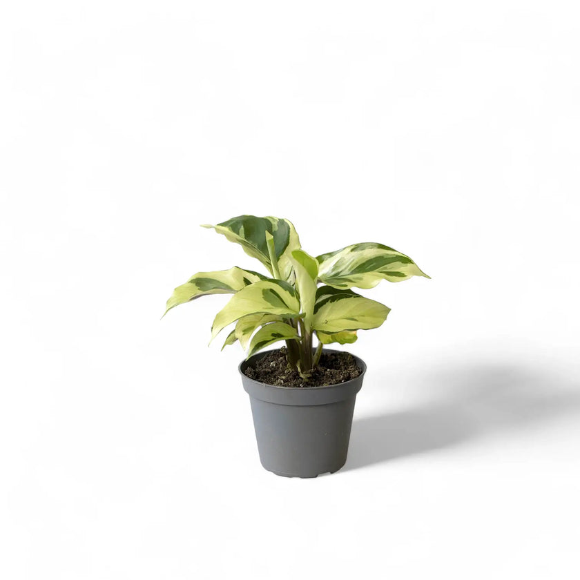 Goeppertia (Calathea) lietzei ‘Yellow Fusion’ ('Yellow Miracle') potted houseplant in nursery pot on white background, product photo 4.