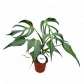 Monstera 'Burle Marx's Flame' potted houseplant in nursery pot on white background, product photo 4.