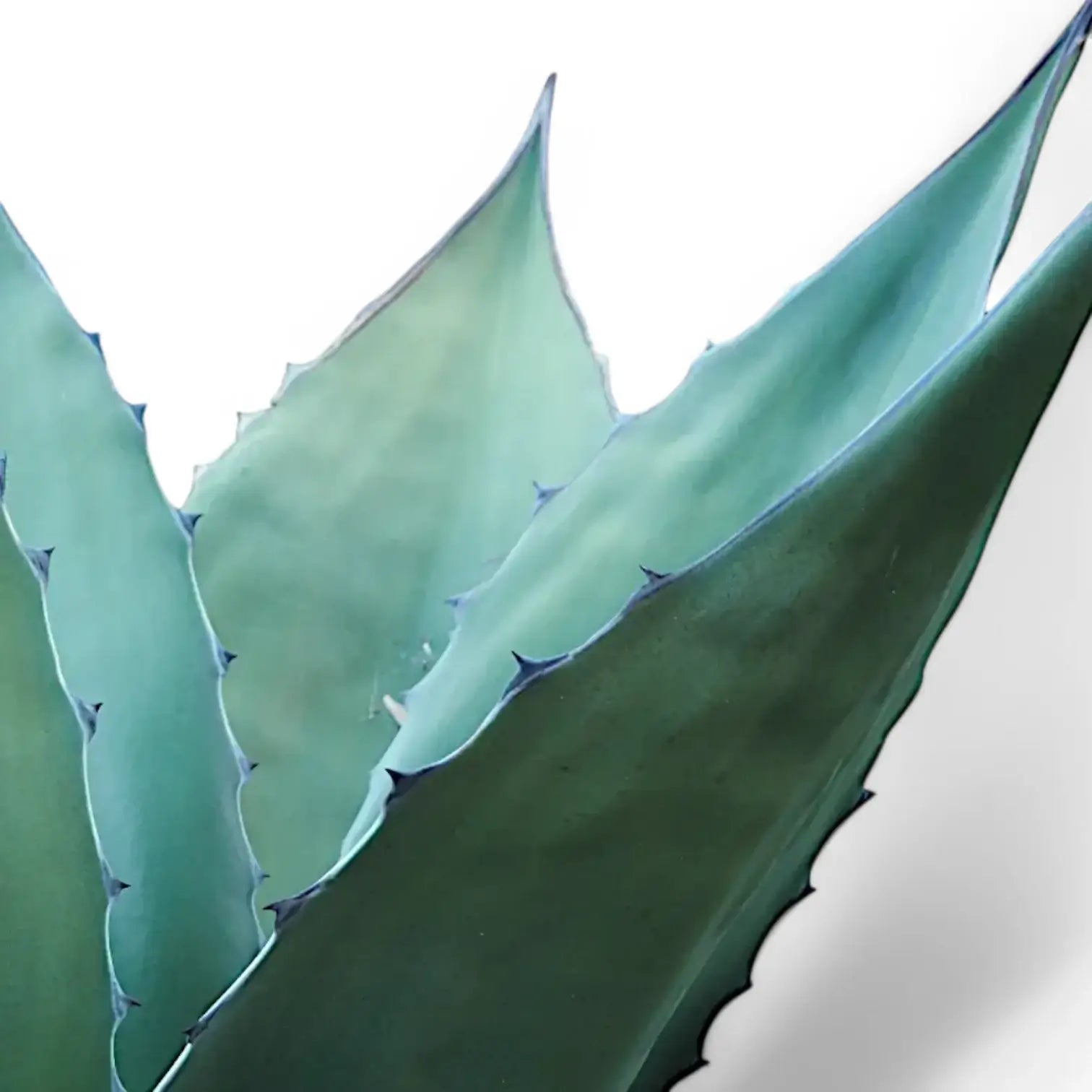 Agave salmiana var. ferox – Nahaufnahme eines Blatts vor weißem Hintergrund.