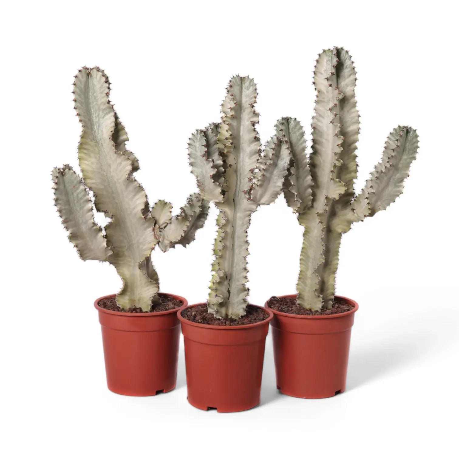 Euphorbia ingens 'Marmorata' – Topfpflanze im Kulturtopf vor weißem Hintergrund, Produktfoto 3.