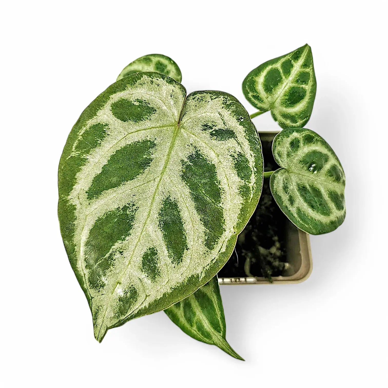 Anthurium 'Dorayaki' potted houseplant in nursery pot on white background, product photo 6.