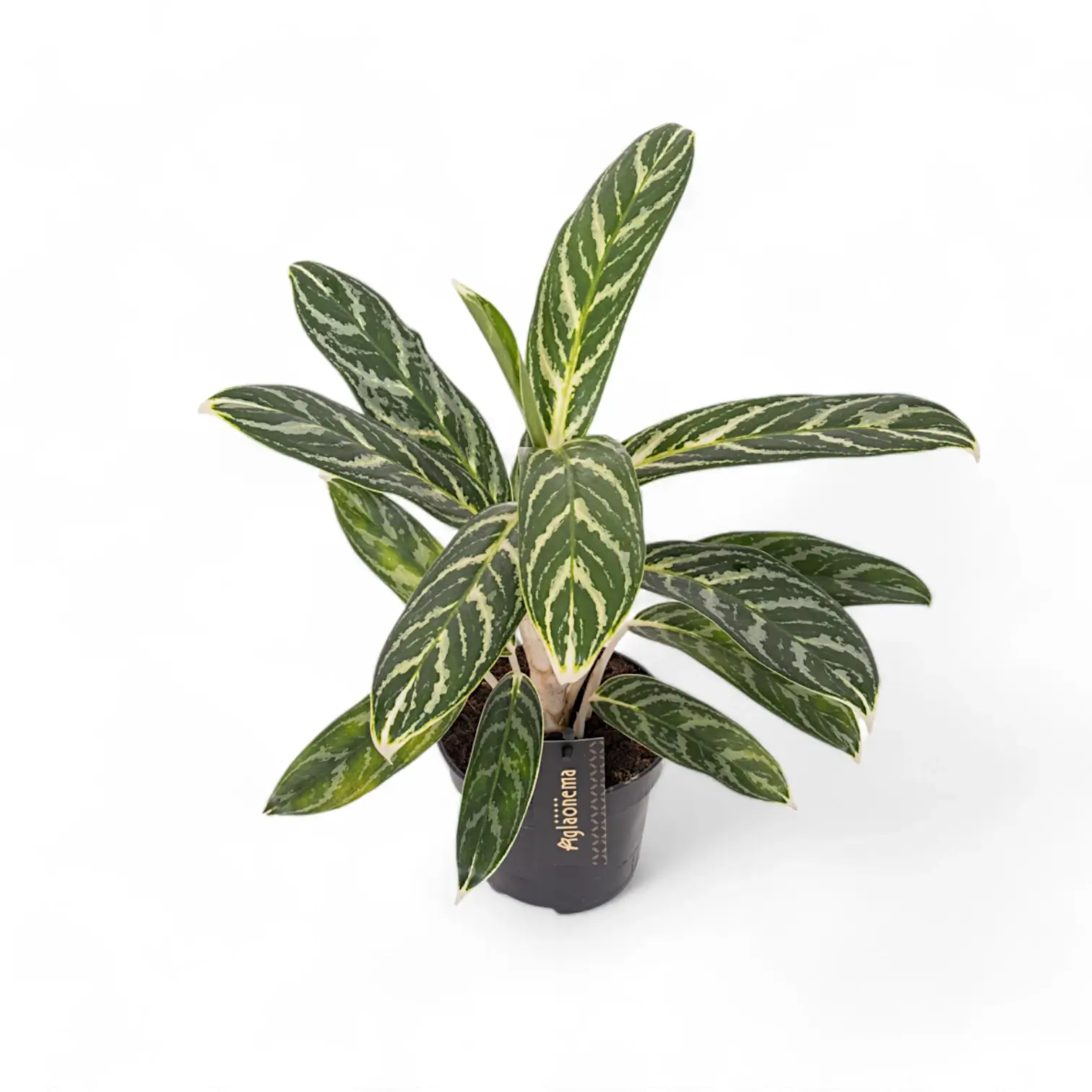 Aglaonema 'Ivy Green' potted houseplant in nursery pot on white background, product photo 3.