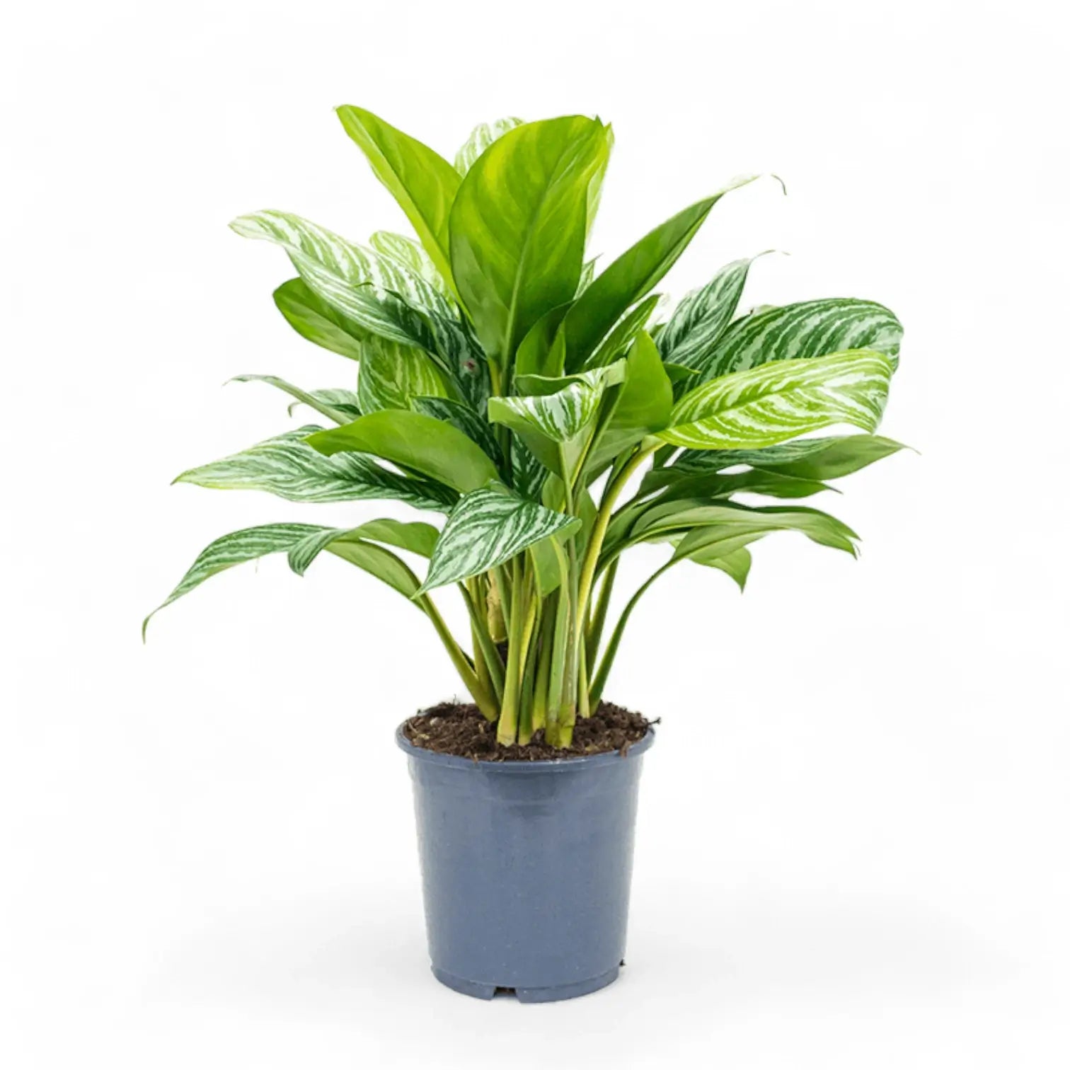Aglaonema 'Stripes' potted houseplant in nursery pot on white background, product photo 7.
