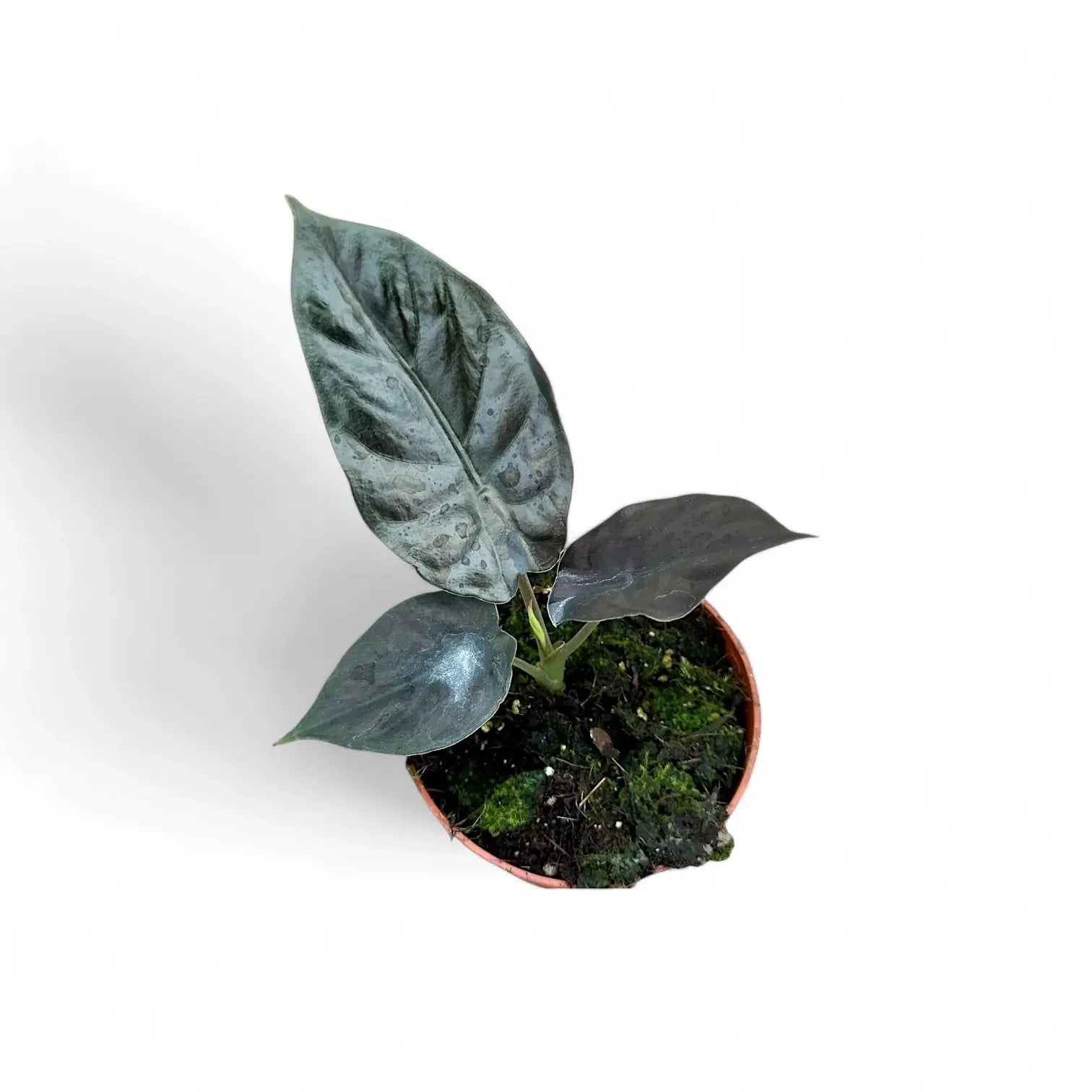 Alocasia infernalis 'Black Magic' potted houseplant in nursery pot on white background, product photo 5.