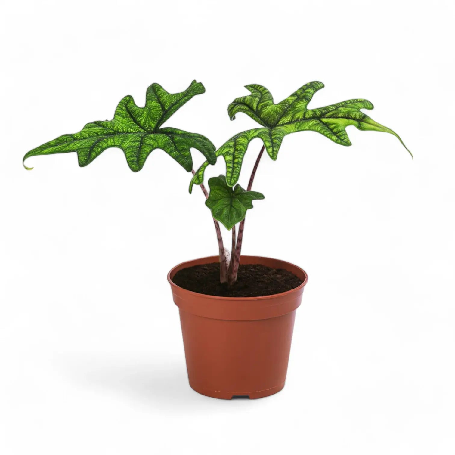 Alocasia 'Jacklyn' potted houseplant in nursery pot on white background, product photo 13.