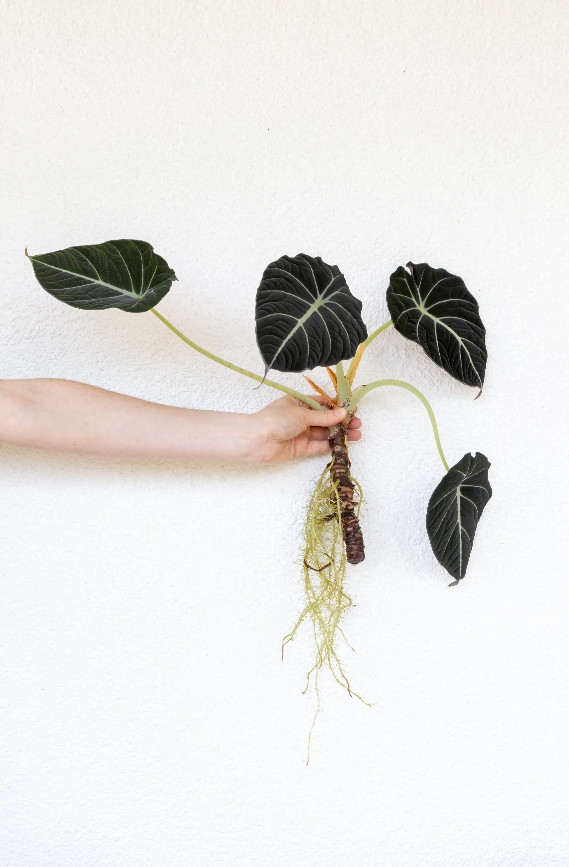 Hand holding Alocasia 'Black Velvet' plant with rhizome and roots visible on a white background