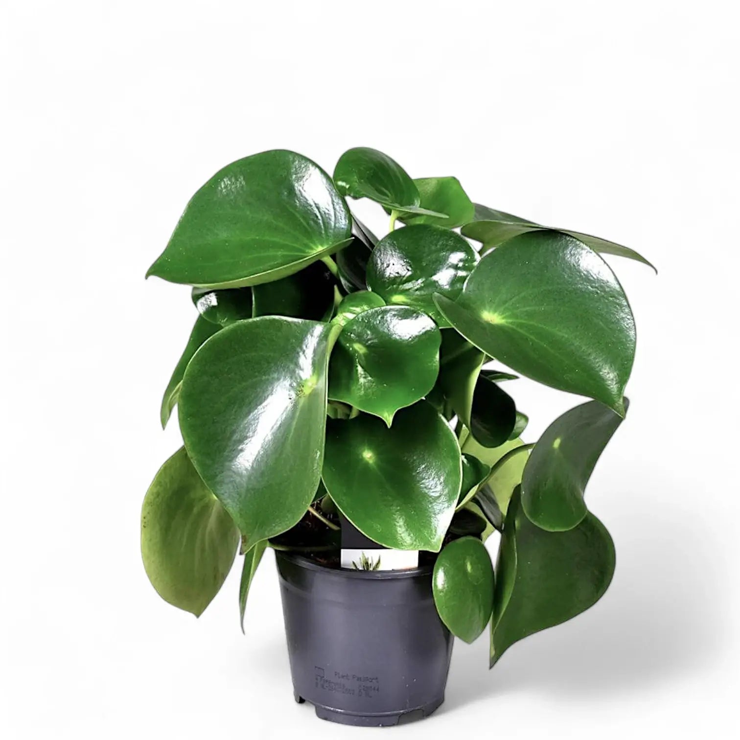 Peperomia polybotrya 'Raindrop' potted houseplant in nursery pot on white background, product photo 3.
