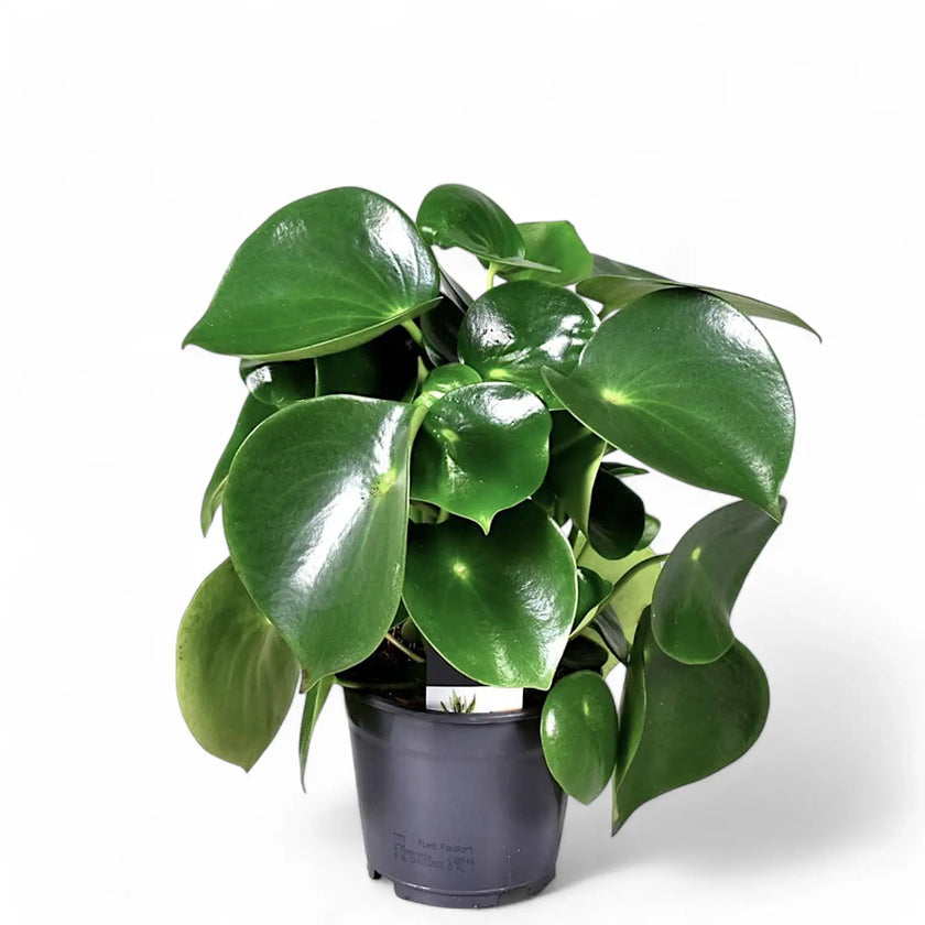 Peperomia polybotrya 'Raindrop' potted houseplant in nursery pot on white background, product photo 3.