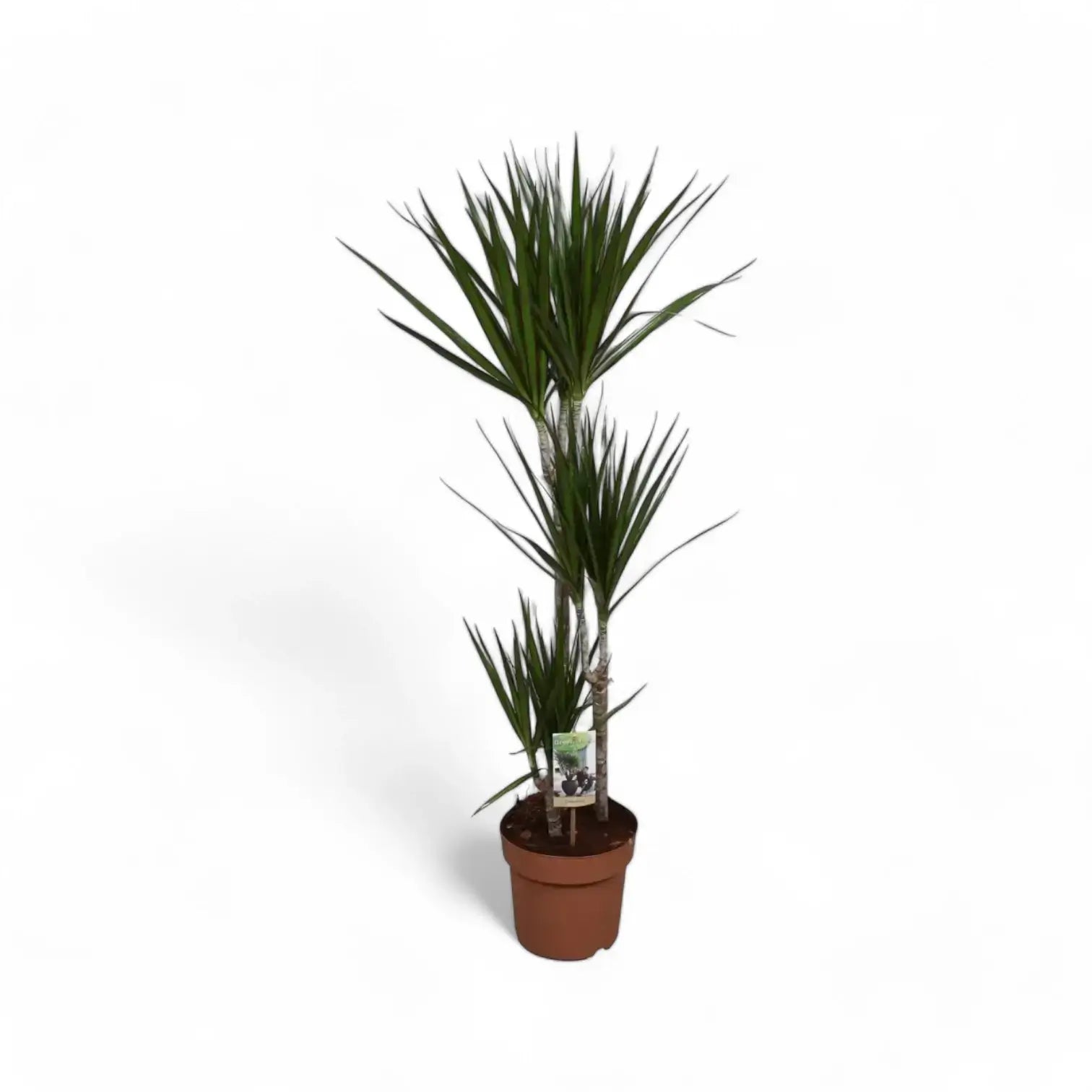 Dracaena reflexa var. angustifolia 'Magenta' potted houseplant in nursery pot on white background, product photo 8.