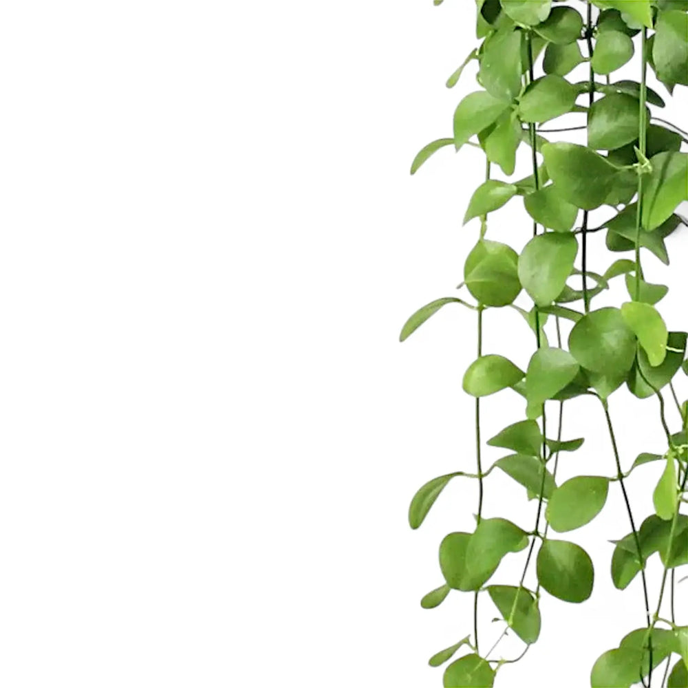 Dischidia imbricata – Nahaufnahme eines Blatts vor weißem Hintergrund.