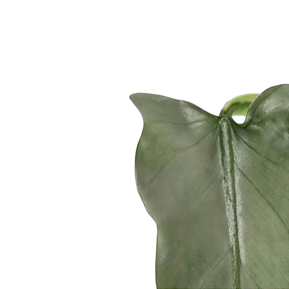 Philodendron hastatum 'Silver queen' ('Silver Sword') – Nahaufnahme eines Blatts vor weißem Hintergrund.