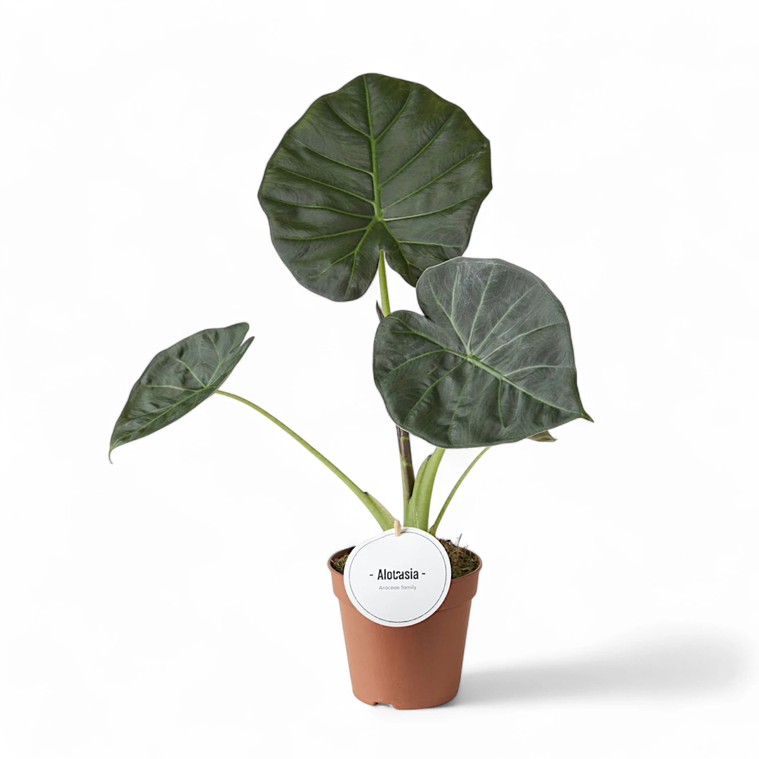 Alocasia 'Regal Shields' potted houseplant in nursery pot on white background, product photo 8.