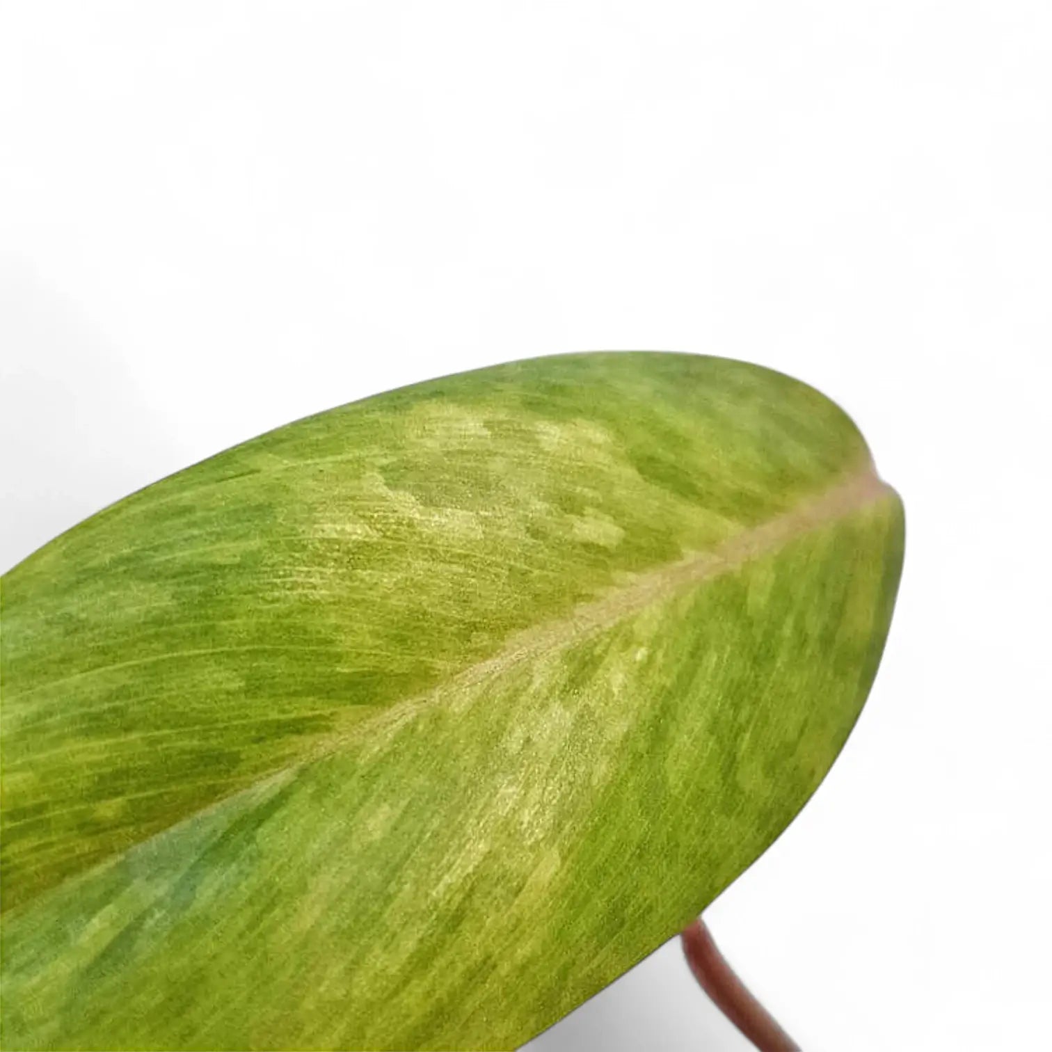 Philodendron 'Florida Ghost' – Zimmerpflanze im Kulturtopf auf weißem Hintergrund, Produktfoto 1.