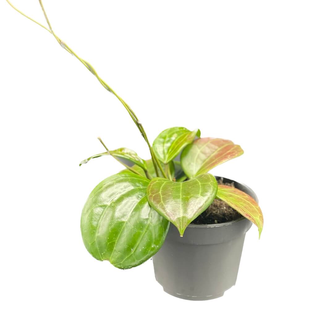 Hoya quinquenervia potted houseplant in nursery pot on white background, product photo 7.