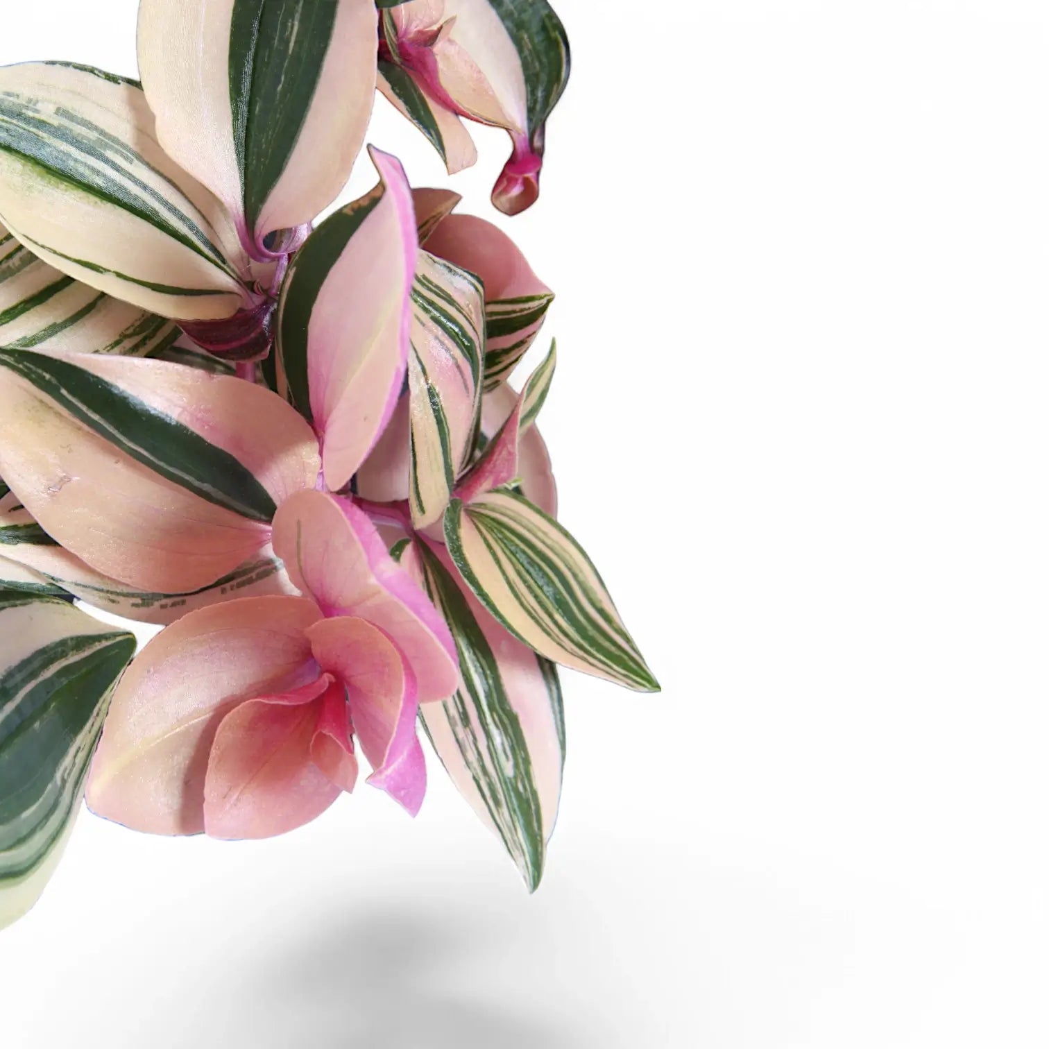 Tradescantia mundula 'Lisa' – Blatt-Detailaufnahme auf weißem Hintergrund.