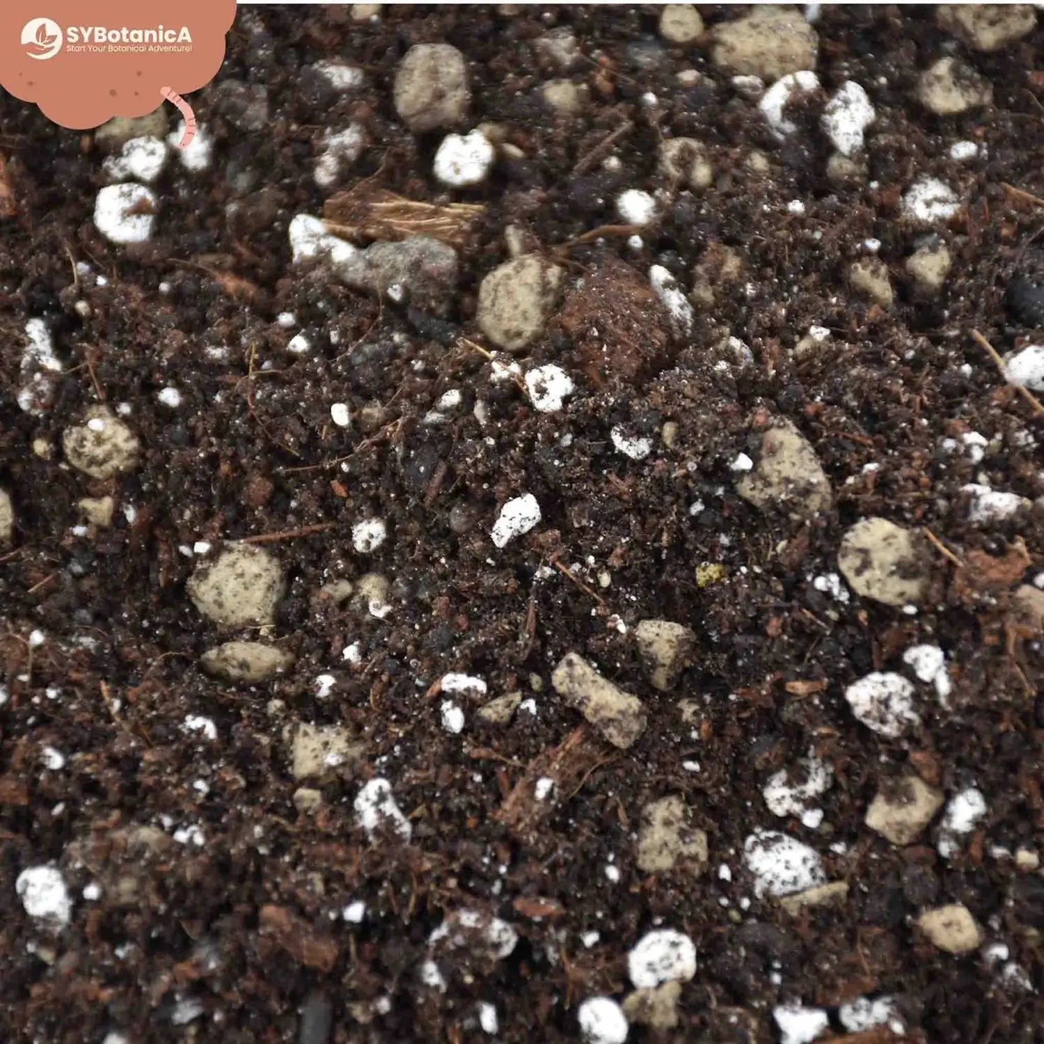 Syngonium-Substratmischung auf weißem Hintergrund, Produktfoto 3.