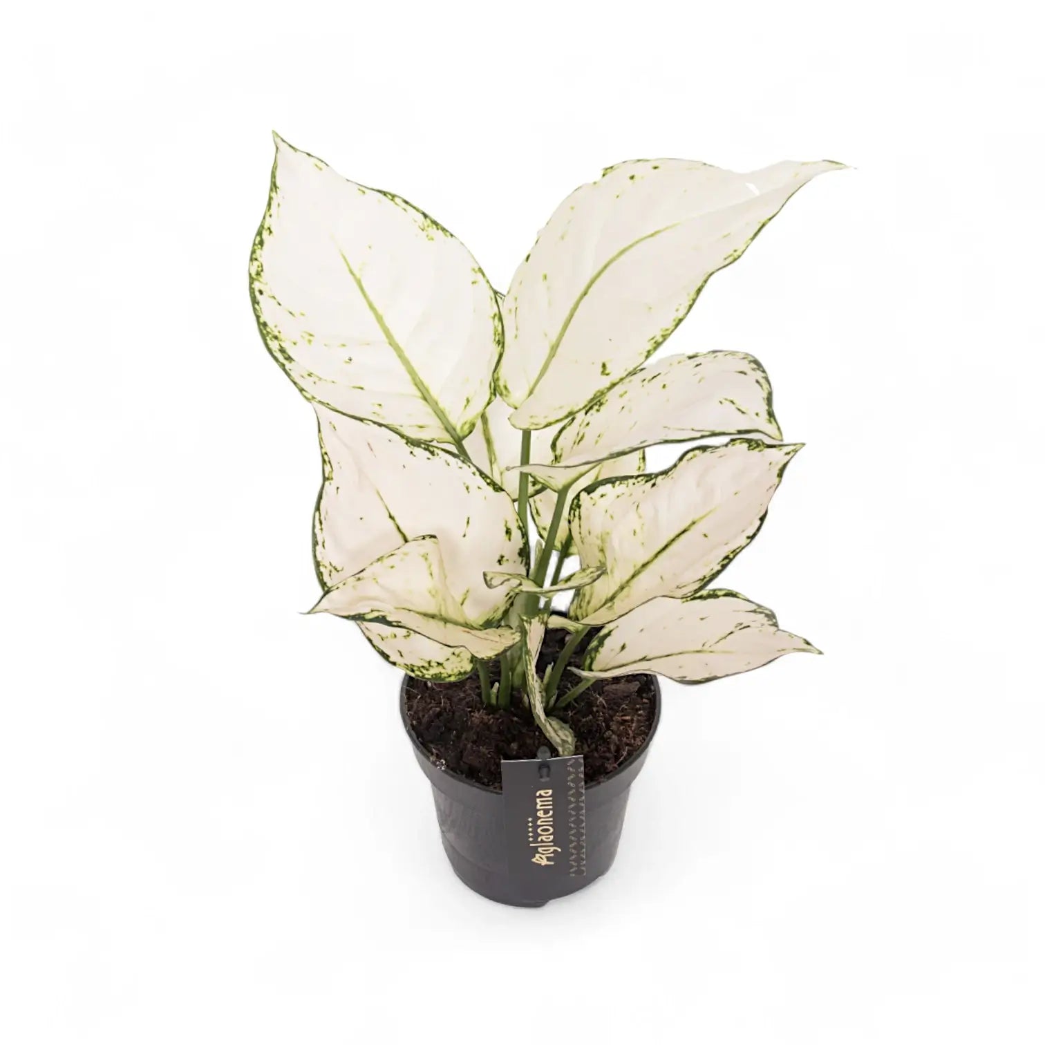 Aglaonema 'White joy' potted houseplant in nursery pot on white background, product photo 4.