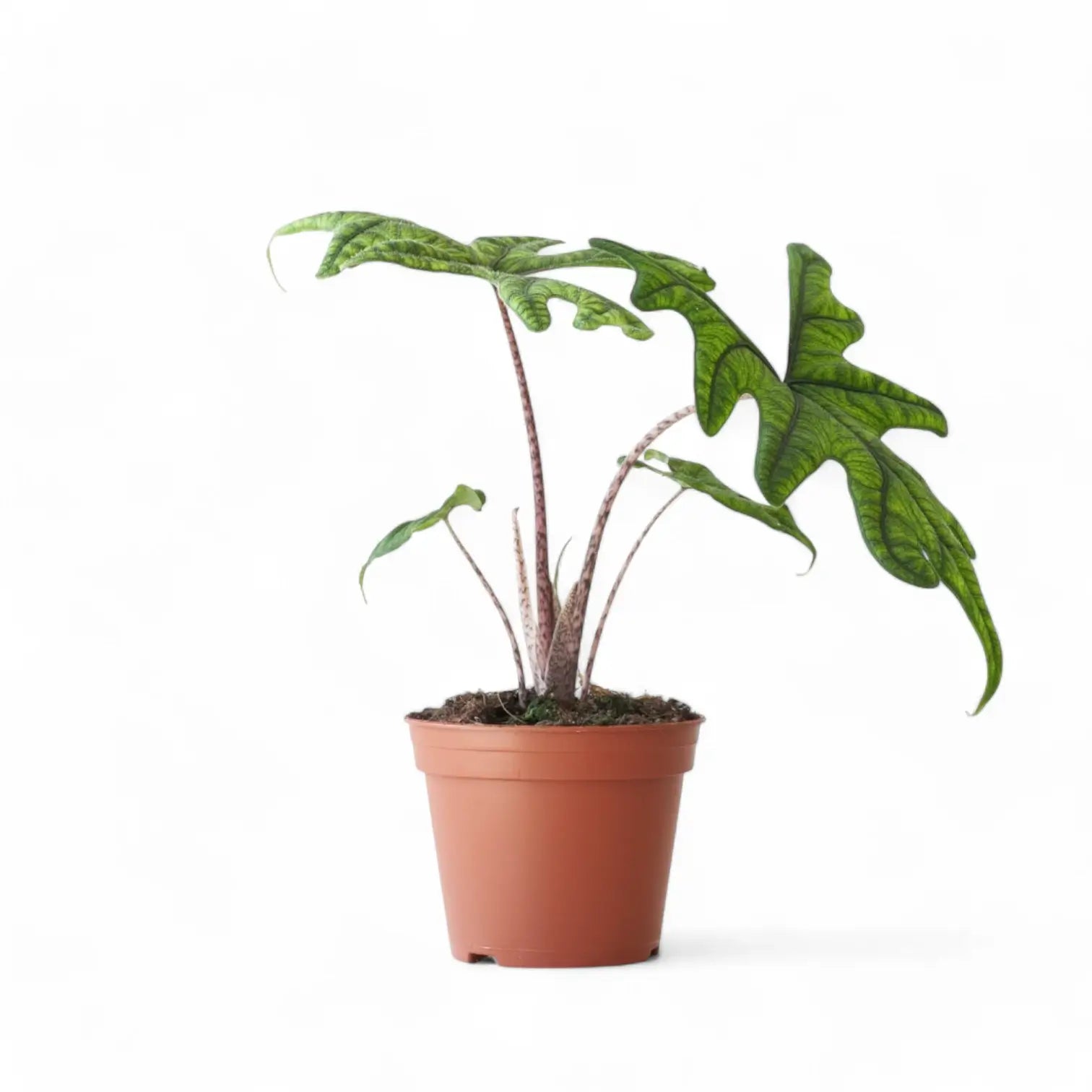 Alocasia 'Jacklyn' potted houseplant in nursery pot on white background, product photo 12.