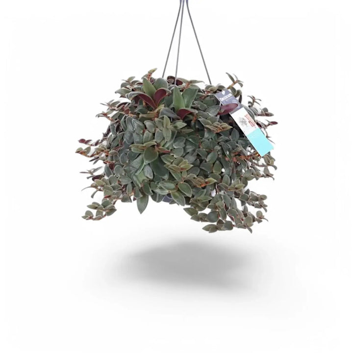 Cyanotis beddomei ‘Brown Hill’ potted houseplant in nursery pot on white background, product photo 2.